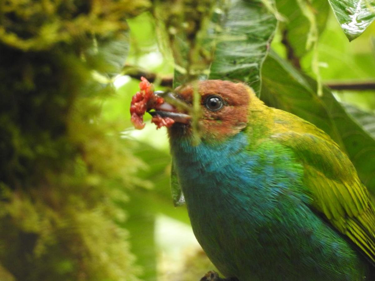 Biohostal Mindo Cloud Forest Exterior foto